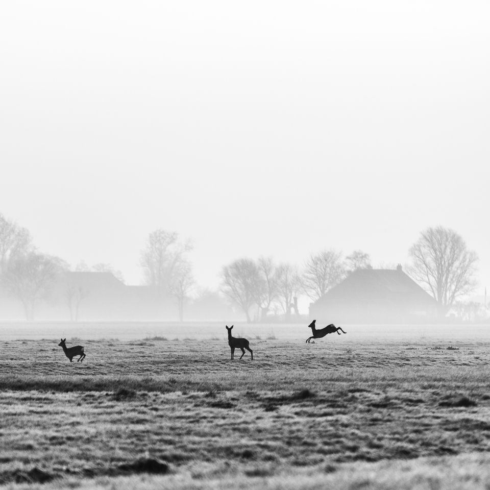 herten-960x960