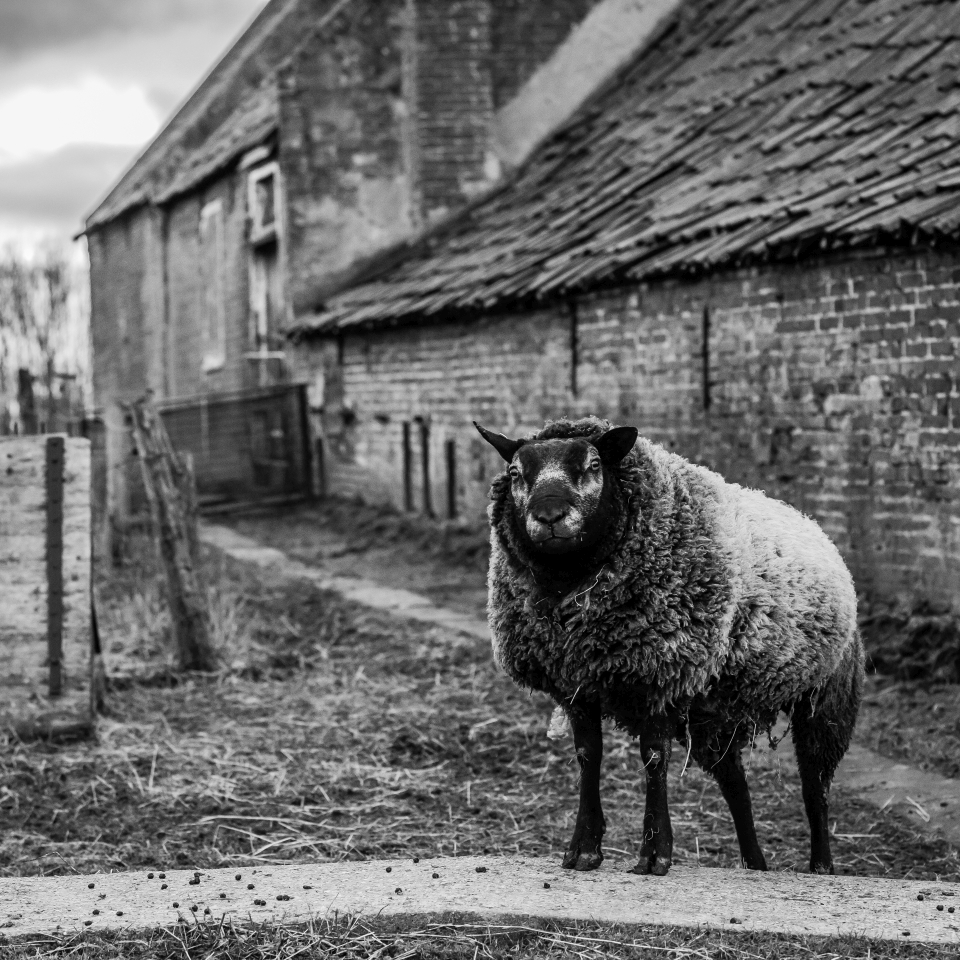 schaap-1-960x960
